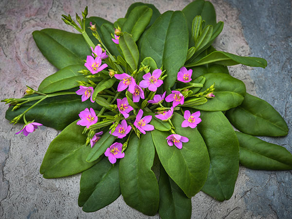 Bokoboko Spinach with pink blooms on slate background.