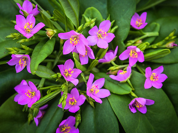 Close-up detail of Bokoboko Spinach with pretty pink blooms.