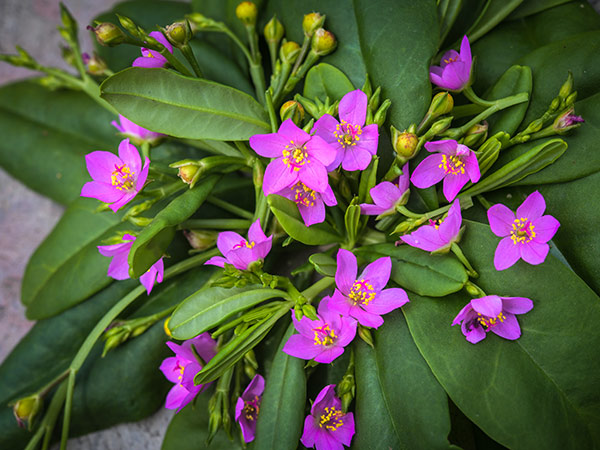 Bokoboko Spinach with pink blooms.