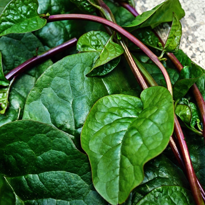 Close-up of Red Malabar Spinach and red stems on a wood background.