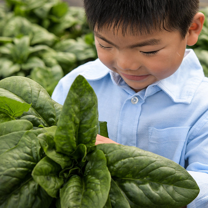 A little boy smiles as he looks at his harvest of Merlo Nero Spinach in the Baker Creek greenhouse.