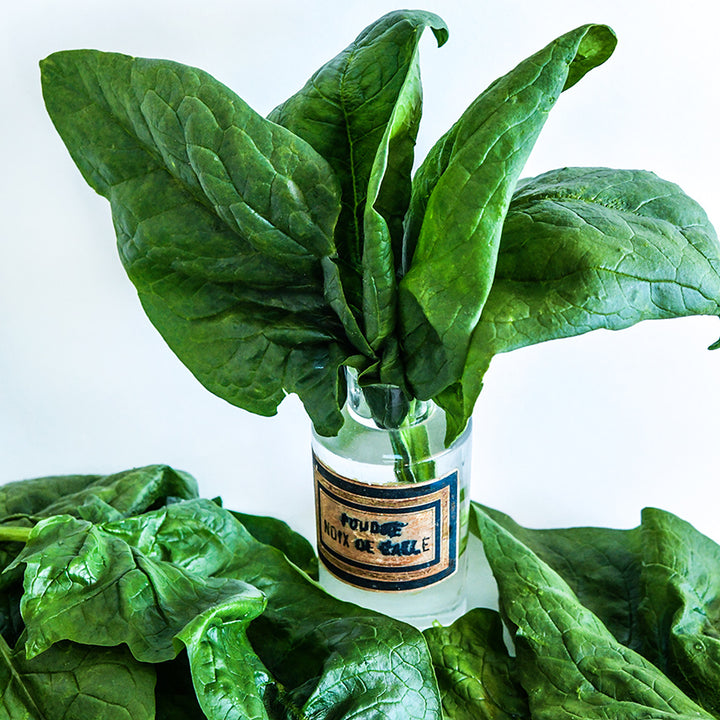 Monstrueux De Viroflay Spinach leaves in a French bottle surrounded by leaves on bright white background.