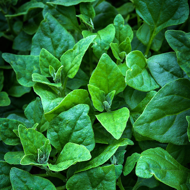 New Zealand Spinach growing in a greenhouse at the Baker Creek farm in Mansfield, Missouri.