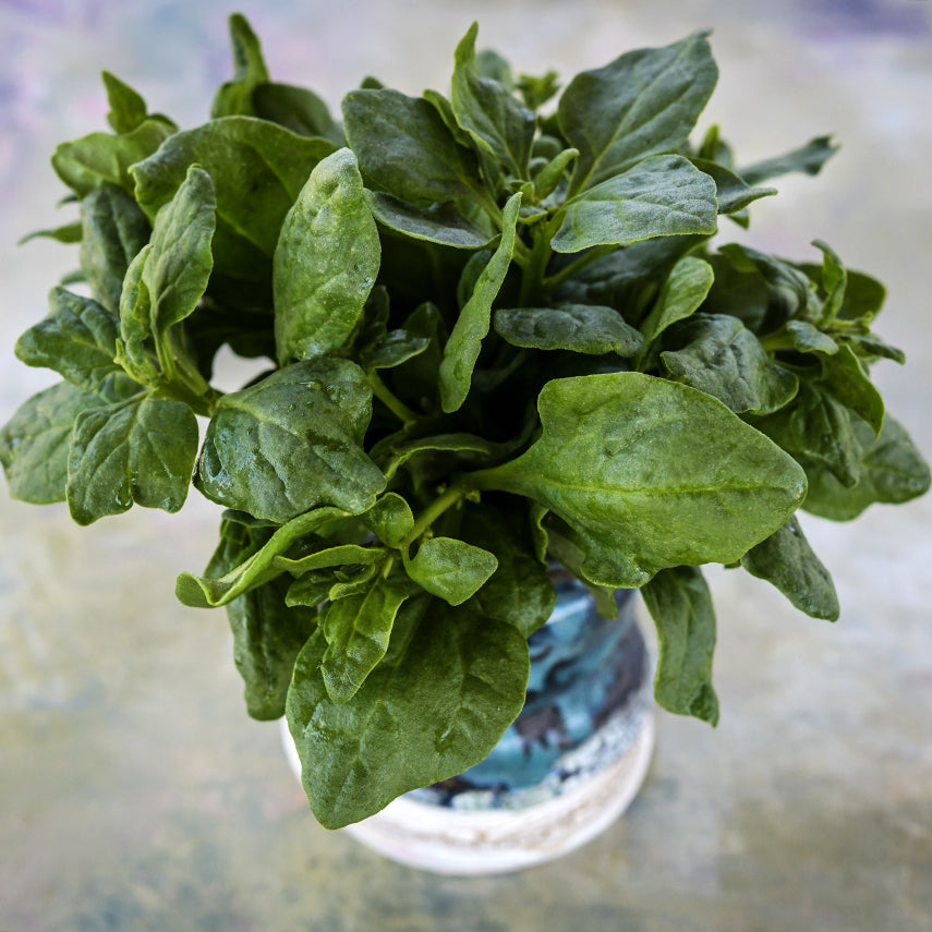 New Zealand Spinach in a hand thrown ceramic pot on a light background.