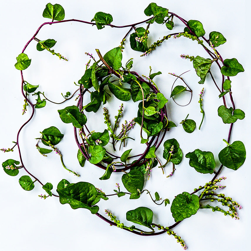 Red Malabar Spinach vines tied into a circle with immature berries on a white background.