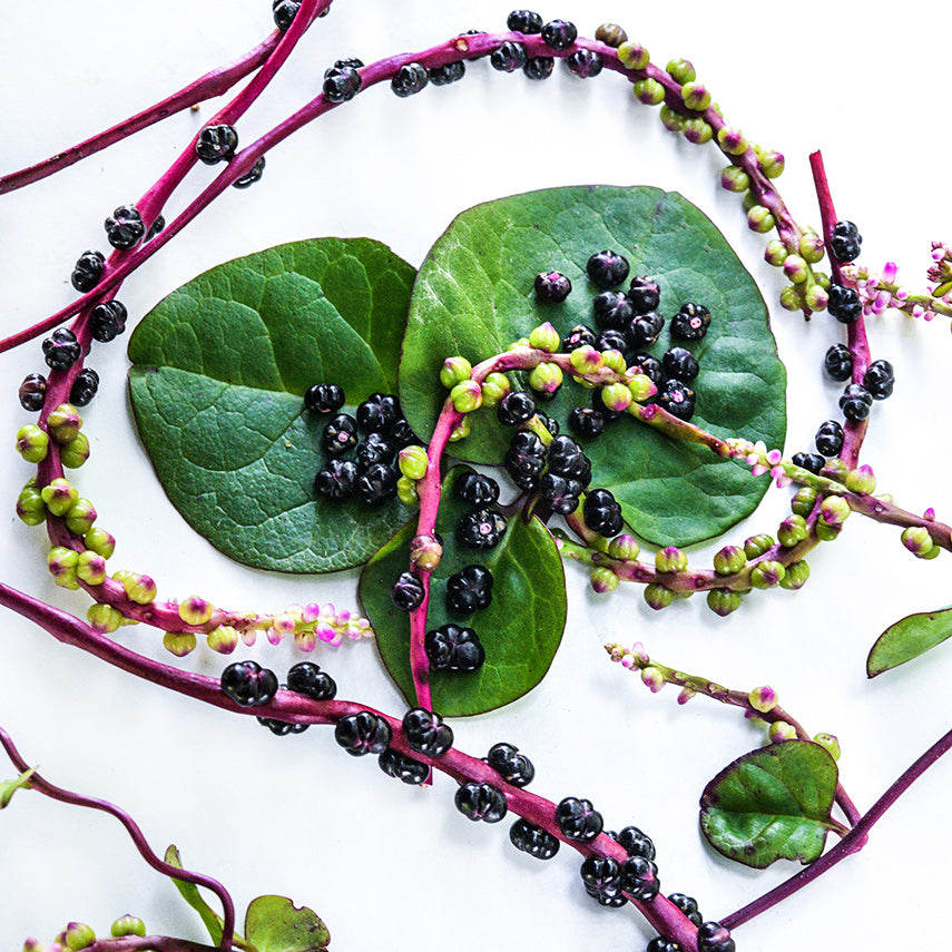 Close-up angle of a trio of Red Malabar leaves with mature berries and red vines on a white background.