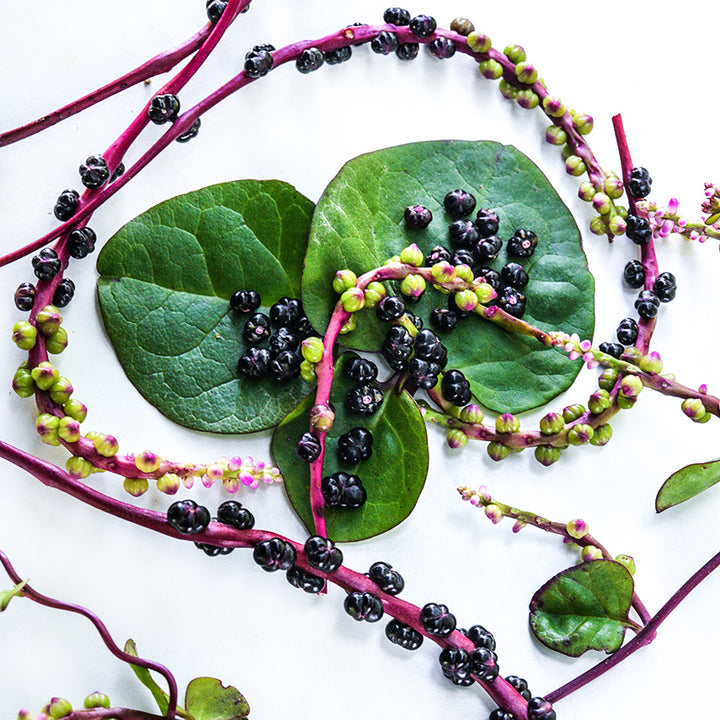 Close-up angle of a trio of Red Malabar leaves with mature berries and red vines on a white background.