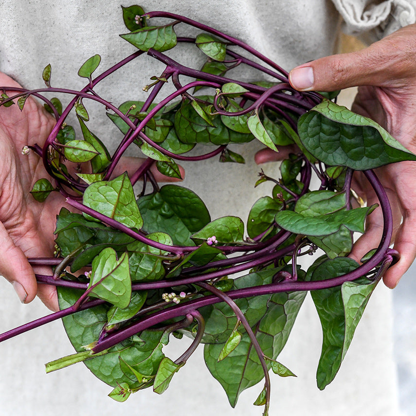 Hands holding a wreath made of Red Malabar Spinach in the gardens at Baker Creek.