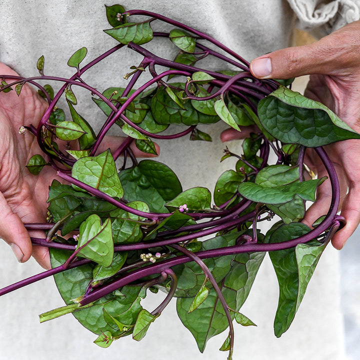 Hands holding a wreath made of Red Malabar Spinach in the gardens at Baker Creek.