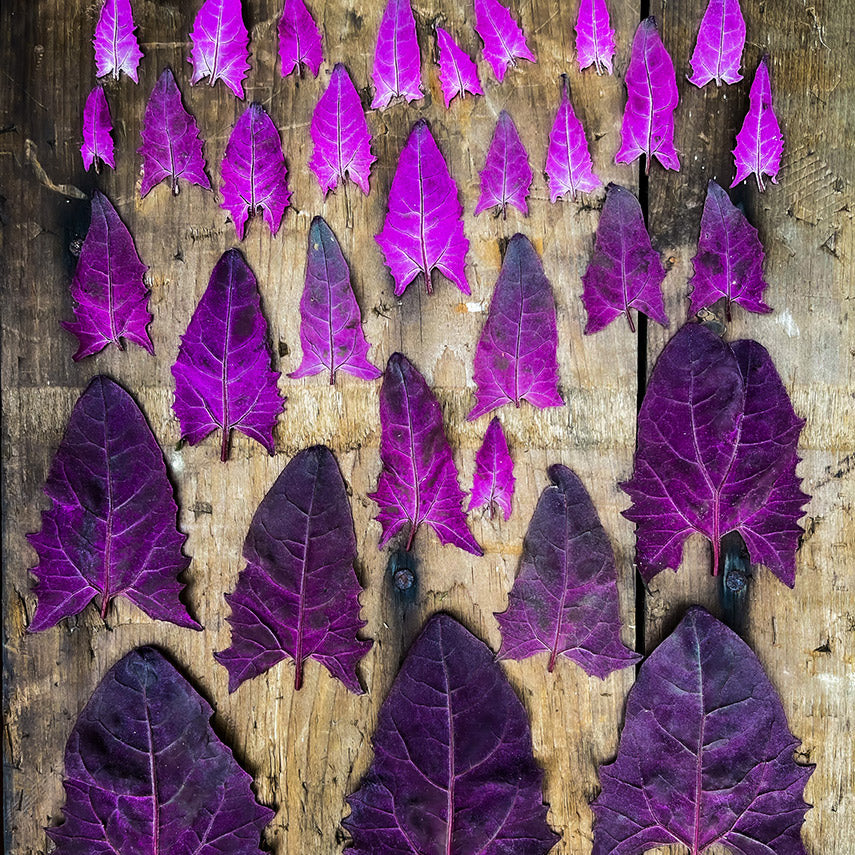 Colorful Red Orach leaves arranged on a weathered wooden background. Image by Lucy Hutchins.