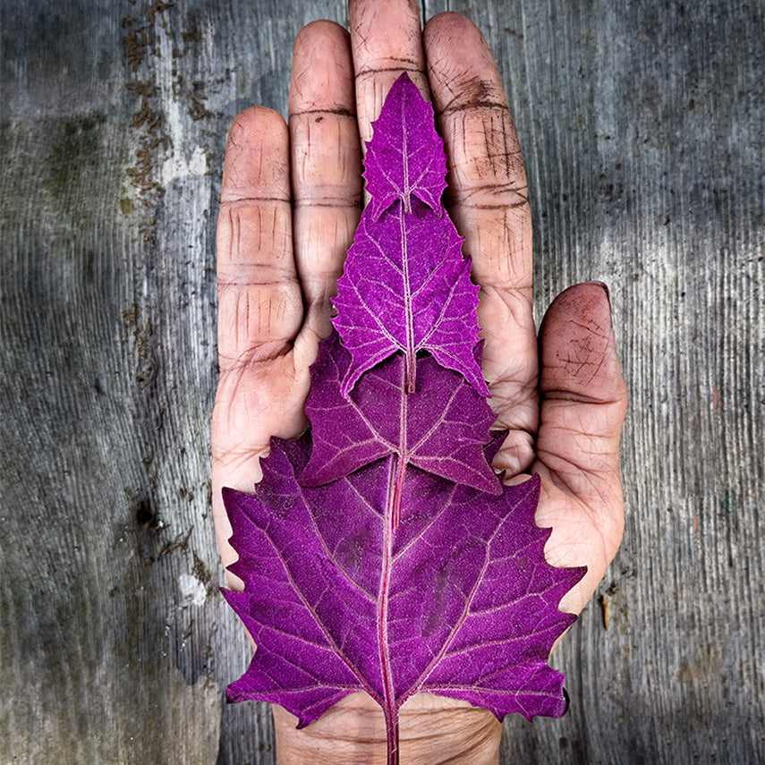Hand holding four Red Orach leaves against a wooden background. Image by Lucy Hutchins.
