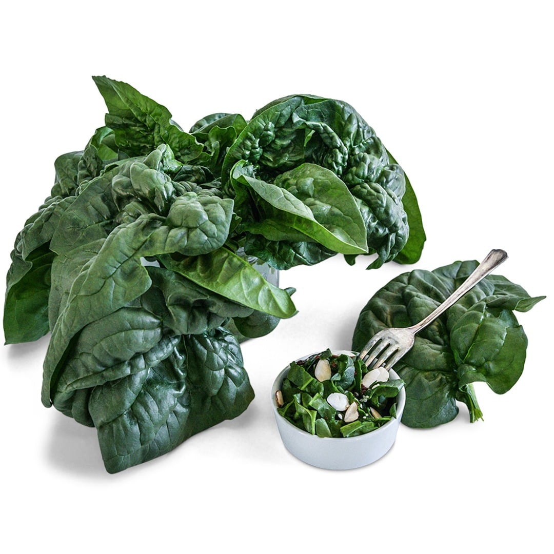 Bloomsdale Long Standing Spinach on a white background.