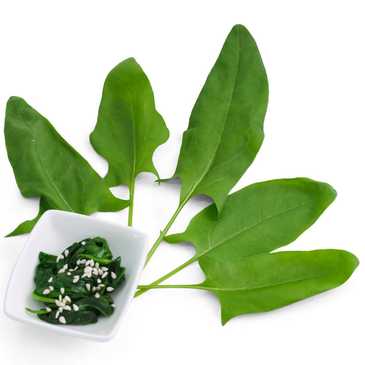 Jiromaru Spinach leaves on a white background.