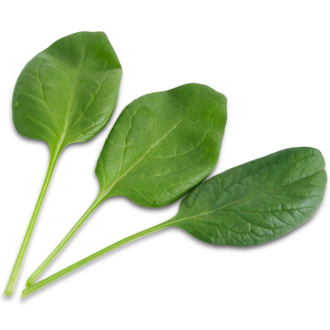 Monstrueux De Viroflay Spinach leaves on a white background.