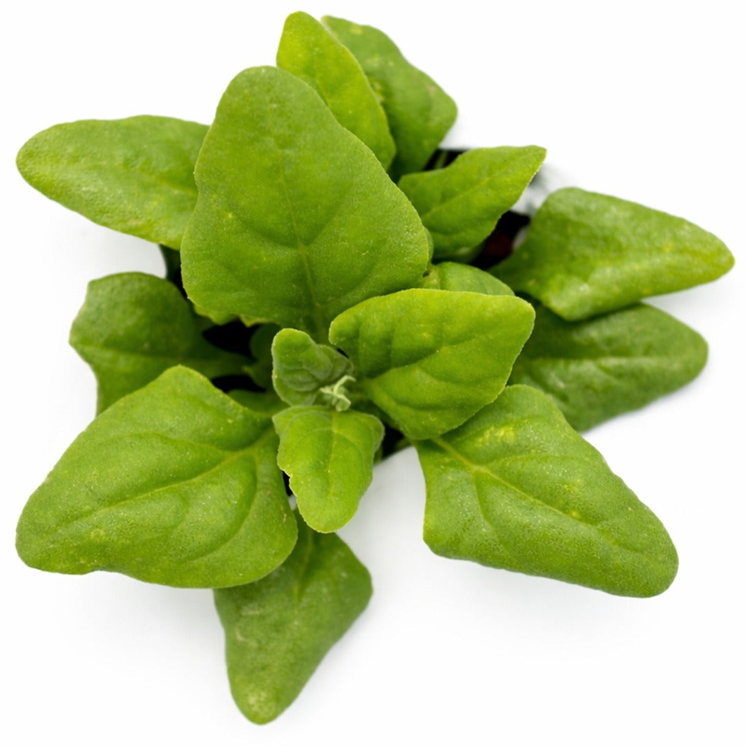 Close up of New Zealand Spinach leaves on a white background.