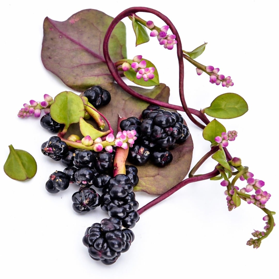 Red Malabar Spinach leaves with berries and blooms on a white background.