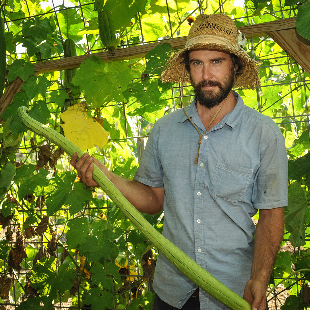 A Baker Creek Horticulturalist holds a Thai Extra Long Sponge Gourd in the gourd tunnel.