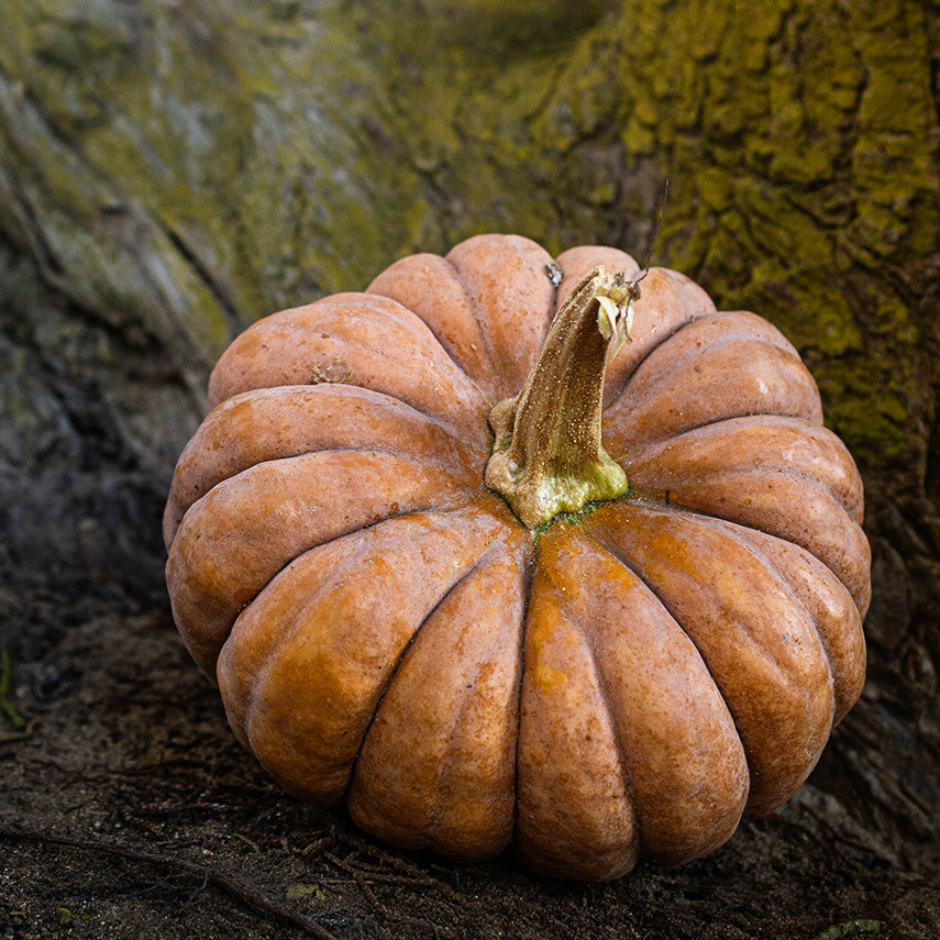 A Musquee De Provence Pumpkin Winter Squash at the base of tree.