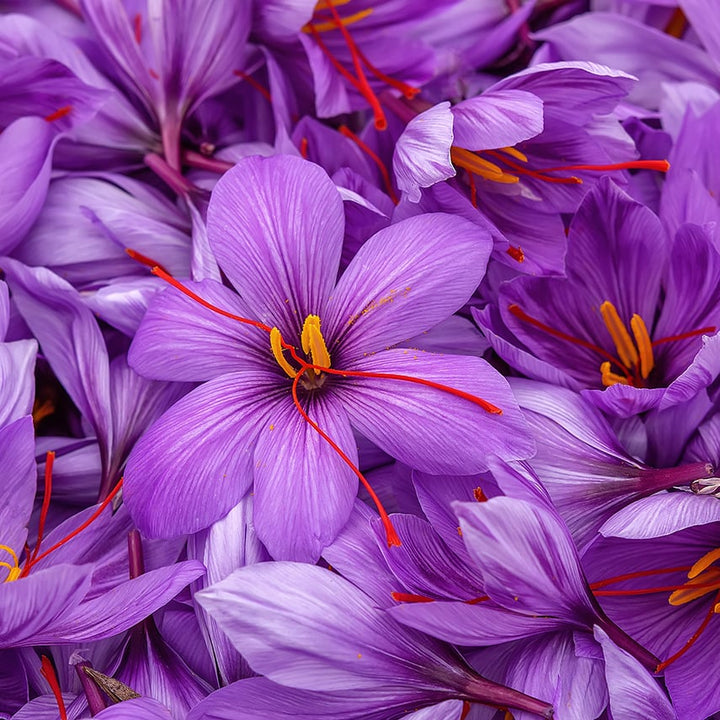 Saffron Crocus blooms with red saffron threads. Image courtesy of Shutterstock.