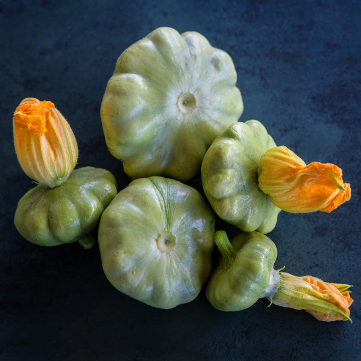 Bennings Green Tint Scallop Summer Squash with some blooms still attached on a jade background.