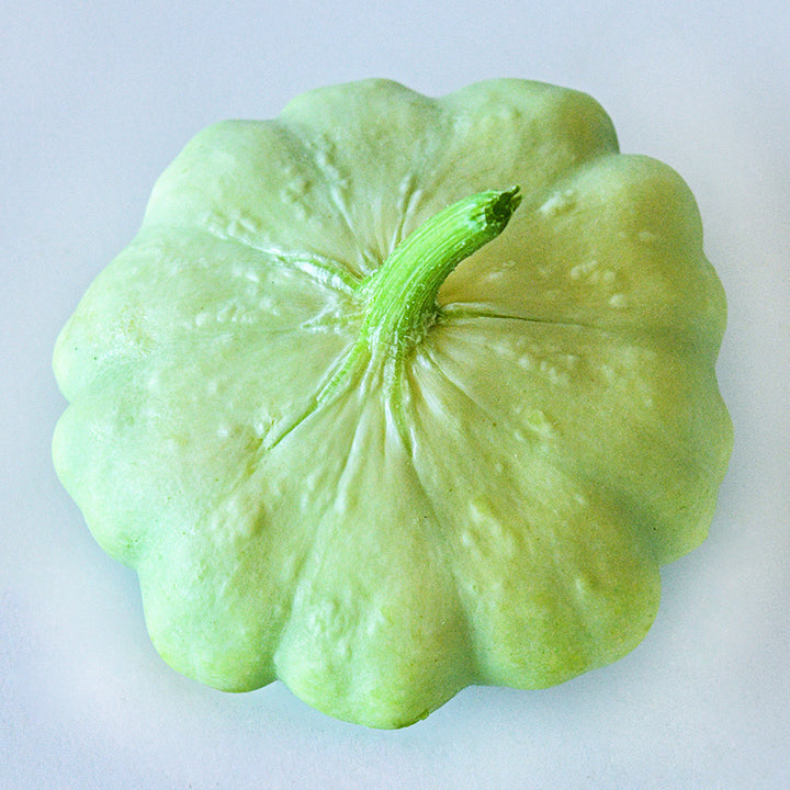 A single Bennings Green Tint Scallop Summer Squash resting on white background.