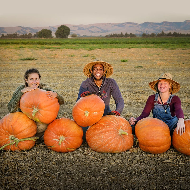 Three Baker Creek employees with Big Max Pumpkins in the fields of the Baker Creek trial farm.
