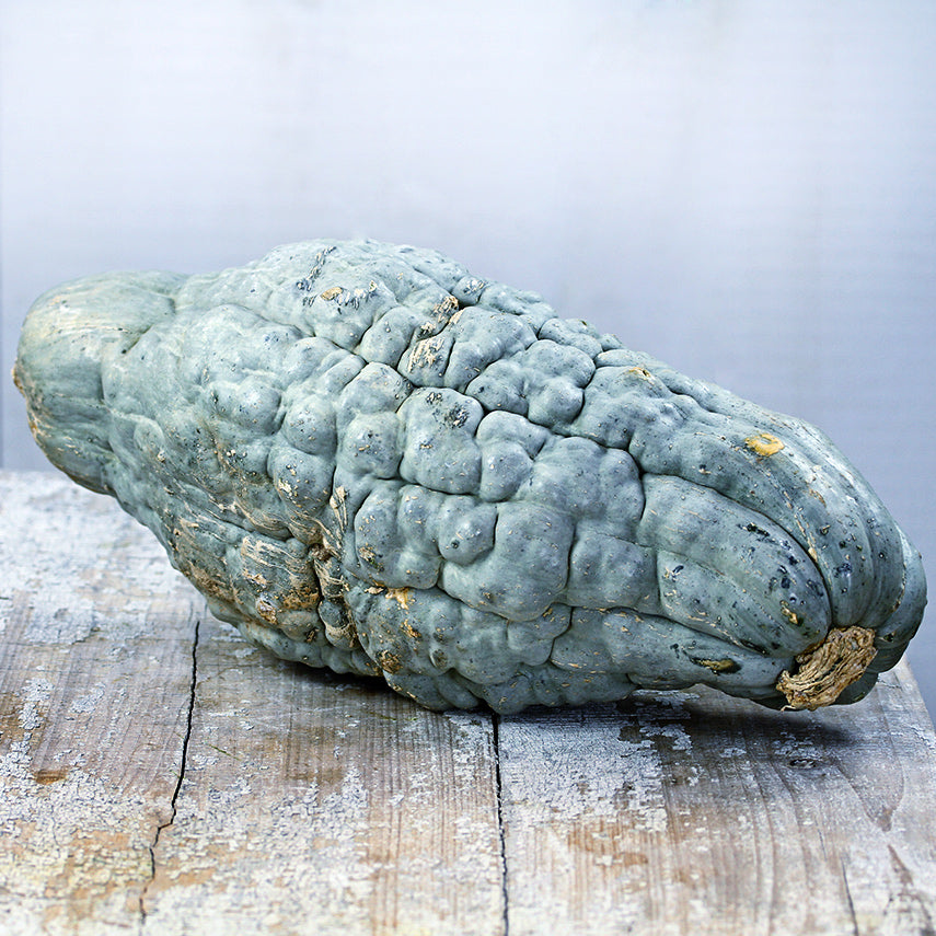 An enormous Blue Hubbard Winter Squash on a weathered wood table against a light background.
