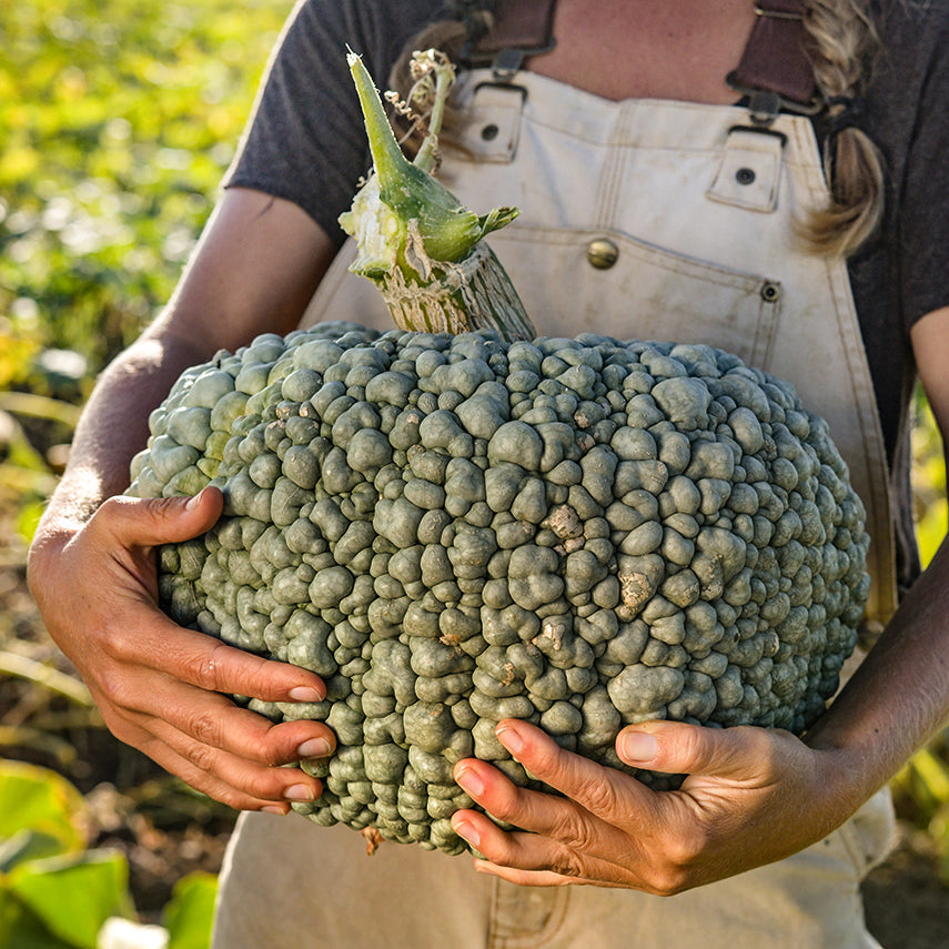 A Baker creek employee holding a Buen Gusto de Horno Winter Squash in the field.