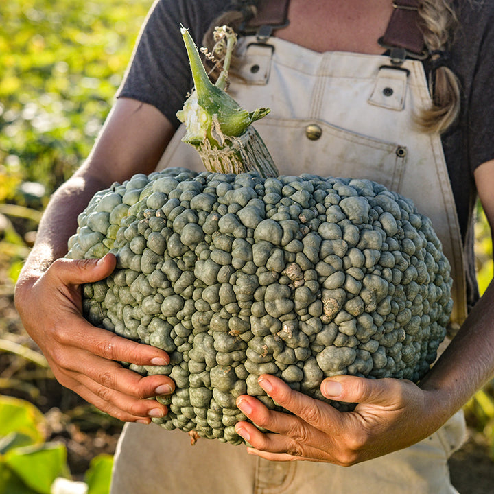 A Baker creek employee holding a Buen Gusto de Horno Winter Squash in the field.