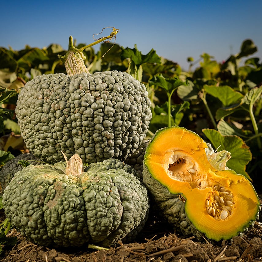 Whole and cut Buen Gusto de Horno Winter Squash at the Baker Creek trail farm in California.