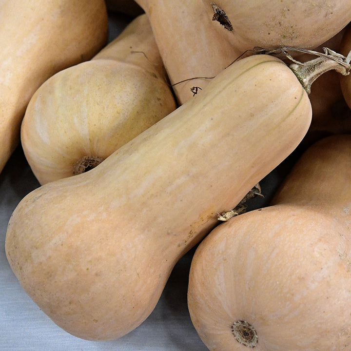 Butternut-Waltham Winter Squash on a display table at an Heirloom Exposition at Sonoma Fairgrounds.