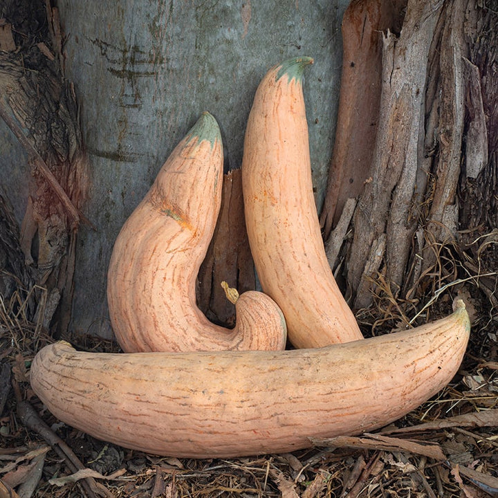 A Trio of Candy Roaster - North Georgia Winter Squash against a Eucalyptus tree.