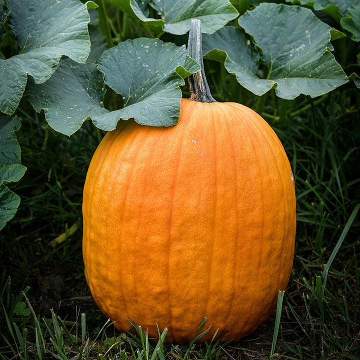 A Connecticut Field Pumpkin Winter Squash in the pumpkin patch at the Baker Creek farm.