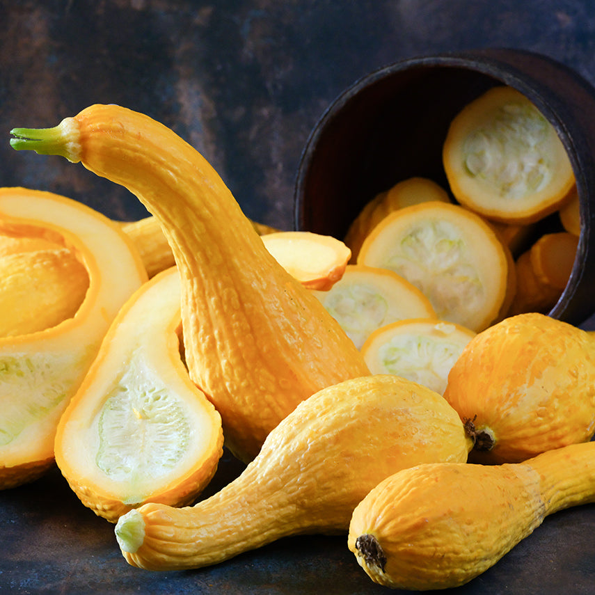 Crookneck Early Golden Summer Squash arranged on dark background.
