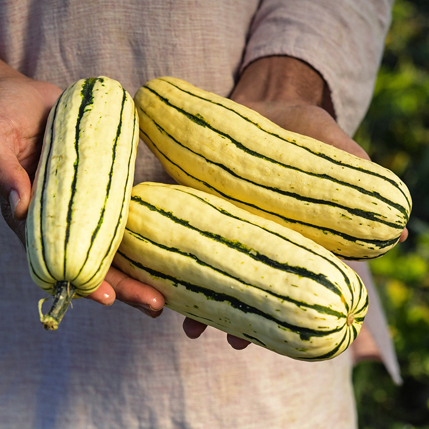 A man holding a trio of Delicata Winter Squash at the Baker Creek trial farm in California.