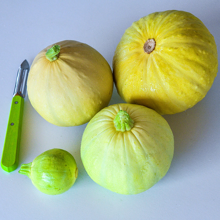 Four whole Desi Summer Squash at different stages of maturity on white background.