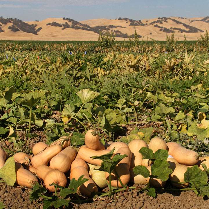 A pile of Butternut-Waltham Winter Squash in the field at the Baker Creek trial farm in California.