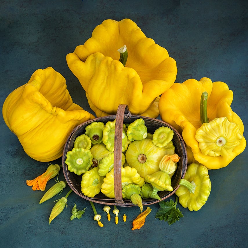 A basket full of young Gelber Englischer Custard Summer Squash surrounded by squash.