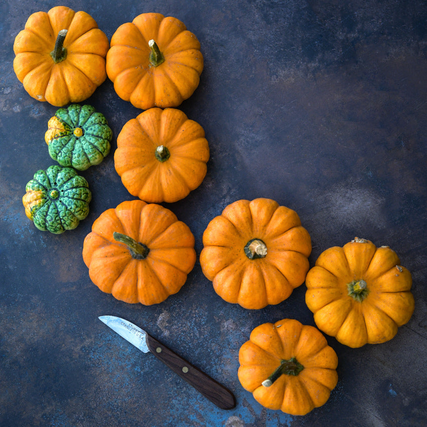 Seven Jack Be Little Pumpkins with pumpkin salt and pepper shakers on a dark background.