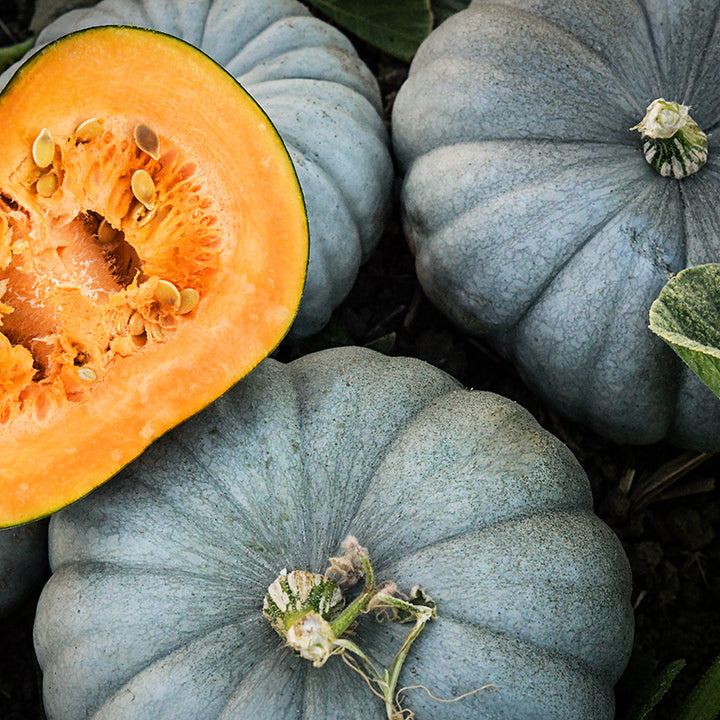 Freshly harvested Jarrahdale Pumpkin Winter Squash at the Baker Creek Trial farm in California.