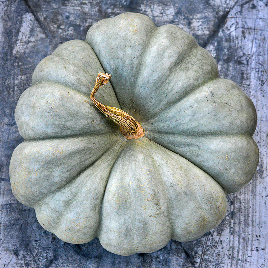 A single Jarrahdale Pumpkin Winter Squash languishes on the backside of an old ice bucket.