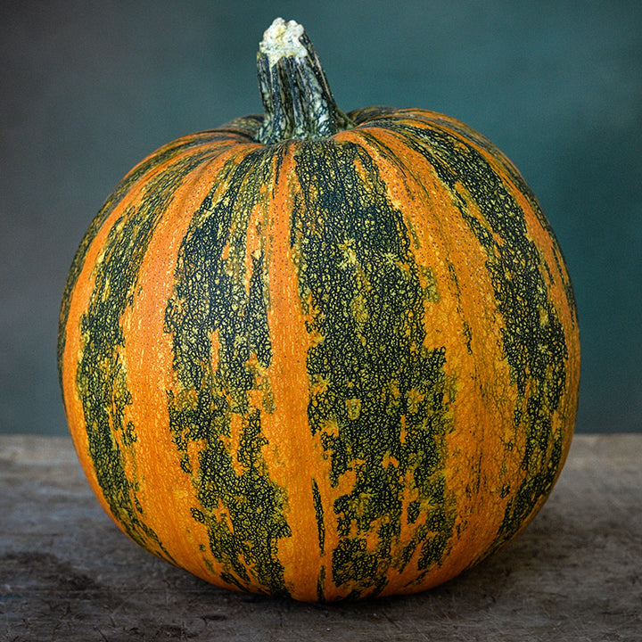 A single Kakai Winter Squash sitting on wood against a dark blue green background.