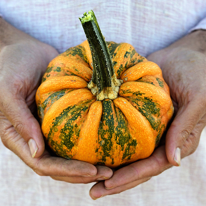 Hands holding a single Kamo Kamo Summer Squash in the winter squash stage of maturity.