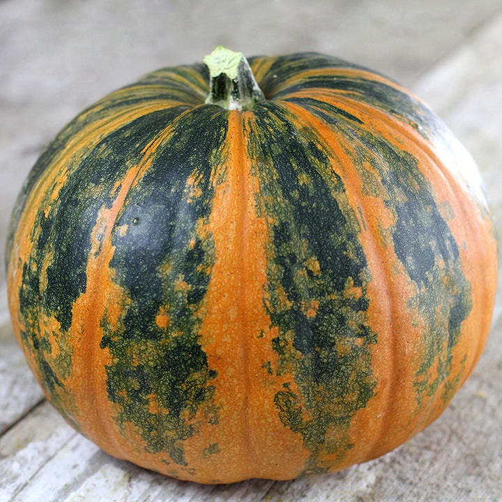A single Lady Godiva Winter Squash on wooden background.