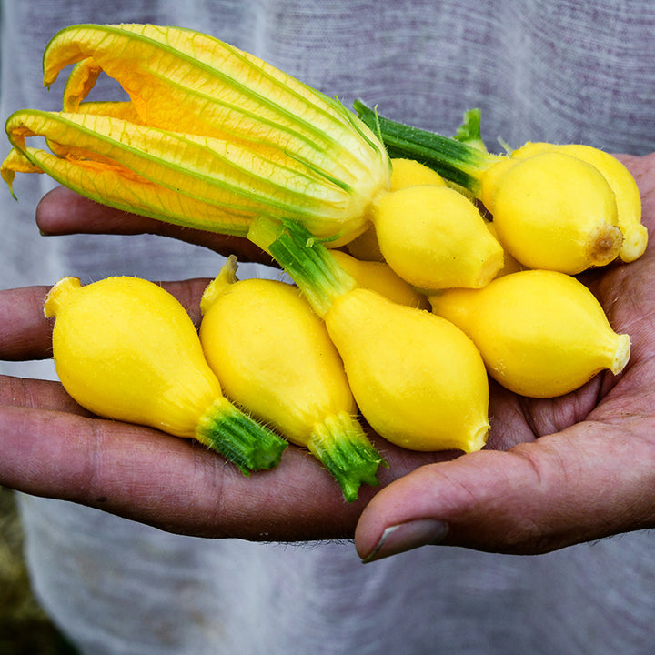 Hand holding a bunch of young Lemon Summer Squash with a bloom.