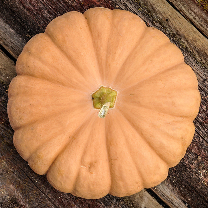 And overhead view of a single Long Island Cheese Pumpkin Winter Squash on a weathered wood background.