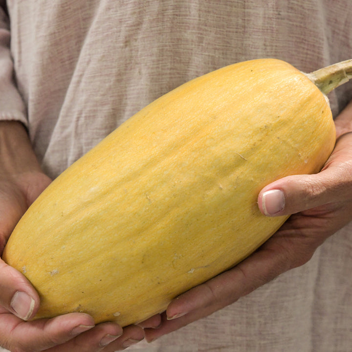 Hands holding a Warsaw Pasta Winter Squash.