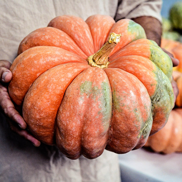 Man holding a Moranga Winter Squash at the annual National Heirloom Exposition.