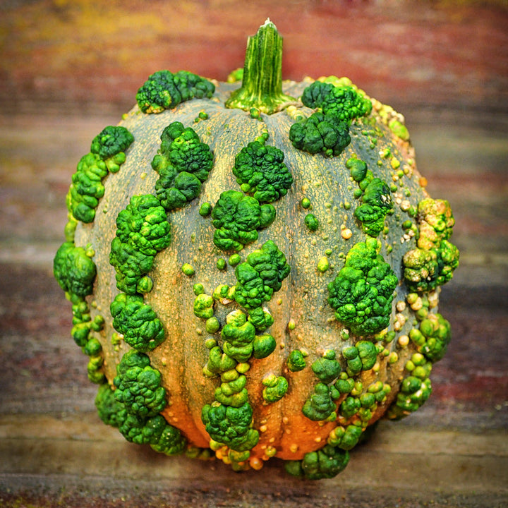 A single colorful Musquee de Maroc Winter Squash on a vintage wooden background.