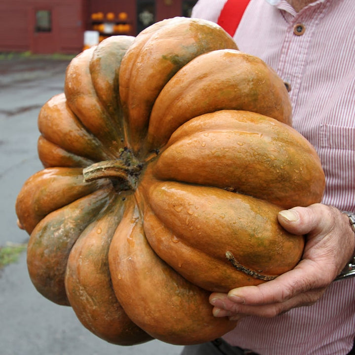 Man holding a Musquee De Provence Pumpkin Winter Squash.